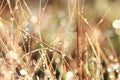 Dewdrops on grass