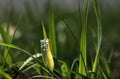 Dewdrops on Grass