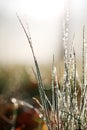 Dewdrops On Grass