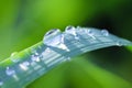 Dewdrops on grass