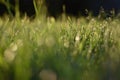 Dewdrops on the green grass Royalty Free Stock Photo