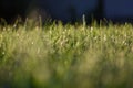 Dewdrops on the green grass Royalty Free Stock Photo