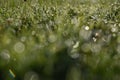Dewdrops on the green grass Royalty Free Stock Photo