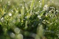 Dewdrops on the green grass Royalty Free Stock Photo