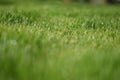 Dewdrops on the green grass Royalty Free Stock Photo