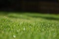 Dewdrops on the green grass Royalty Free Stock Photo