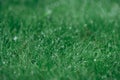 Dewdrops on green grass during rain, shot in close-up. Royalty Free Stock Photo