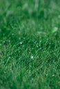 Dewdrops on green grass during rain, shot in close-up. Royalty Free Stock Photo