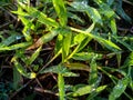 dewdrops on green grass