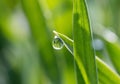 The dewdrops on green grass in the sunshine