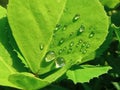 Dewdrops  and leaves beautiful morning view Royalty Free Stock Photo
