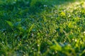 Dew drops fall like diamonds on the morning green grass Royalty Free Stock Photo