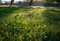 Dew drops fall like bright diamonds on the morning green grass Royalty Free Stock Photo