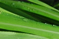 Dewdrops on long green leaves after a rain