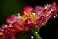 Dewdrops macro flower. Generate ai