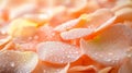 Dewdrops on Peach Rose Petals Close Up Royalty Free Stock Photo