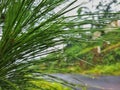 dewdrops after rain on pine trees which were taken with the camera in Bogor, Indonesia