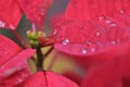 The dewdrops on red leaves Royalty Free Stock Photo