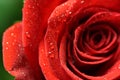 Dewdrops on Red Rose Royalty Free Stock Photo