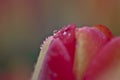 Dewdrops on a Red Tulip Bud Royalty Free Stock Photo