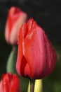 Dewdrops on a Red Tulip Royalty Free Stock Photo
