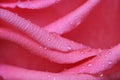 Dewdrops on Rose Petals Royalty Free Stock Photo