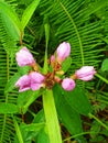 Dewdrops on Senggani flower buds. Royalty Free Stock Photo