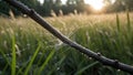 Dewdrops on Spiderweb at Sunrise Royalty Free Stock Photo