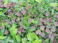 Dewdrops on Sprinkled Clovers