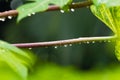 Dewdrops close up Royalty Free Stock Photo
