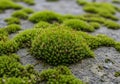 Dewdrops are visible on the moss, adding a fresh, vibrant appearance Royalty Free Stock Photo
