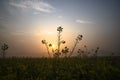 Mustard flowers with the morning golden sunrise view.