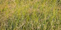 Dewed Grasses Royalty Free Stock Photo
