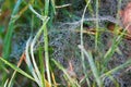 Dewed web and hidden spider Royalty Free Stock Photo