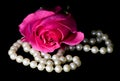 Dewey pink rose and pearls Royalty Free Stock Photo
