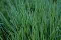 Dews on grass Royalty Free Stock Photo