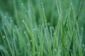 Dews on grass Royalty Free Stock Photo