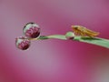 Dews on the grass with colorful flower reflection inside Royalty Free Stock Photo