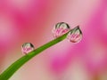 Dews on the grass with colorful flower reflection inside Royalty Free Stock Photo