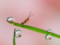 Dews on the grass with colorful flower reflection inside Royalty Free Stock Photo