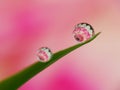 Dews on the grass with colorful flower reflection inside Royalty Free Stock Photo