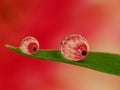 Dews on the grass with colorful flower reflection inside Royalty Free Stock Photo