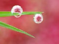 Dews on the grass with colorful flower reflection inside Royalty Free Stock Photo