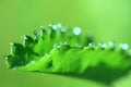 Dews and green leaves