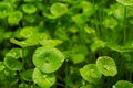 Dews on the leaf of Miner`s lettuce, Indian lettuce, spring beauty, Claytonia perfoliata Royalty Free Stock Photo