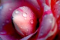 Dews on the petal of camellia