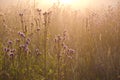 Dewy beautiful summer morning grass and sunrise sunlight