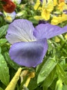 A dewy blue flower