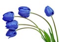 Dewy blue tulips