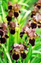 Dewy burgundy Iris flower in the garden Royalty Free Stock Photo